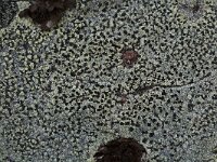 Rhizocarpon lecanorinum 3, Klein landkaartmos, Saxifraga-Willem van Kruijsbergen