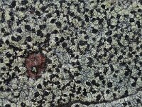 Rhizocarpon lecanorinum 4, Klein landkaartmos, Saxifraga-Willem van Kruijsbergen