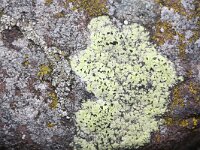 Rhizocarpon riparium