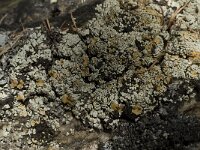 Rhizoplaca chrysoleuca 3, Saxifraga-Willem van Kruijsbergen