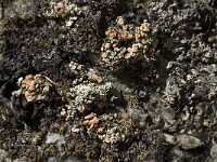 Rhizoplaca chrysoleuca 4, Saxifraga-Willem van Kruijsbergen