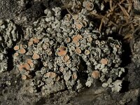 Rhizoplaca chrysoleuca 5, Saxifraga-Willem van Kruijsbergen