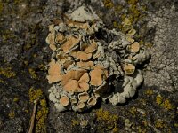 Rhizoplaca chrysoleuca 6, Saxifraga-Willem van Kruijsbergen