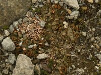 Solorina crocea 13, Saxifraga-Willem van Kruijsbergen