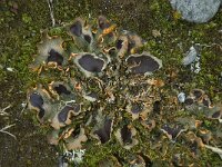 Solorina crocea 3, Saxifraga-Willem van Kruijsbergen