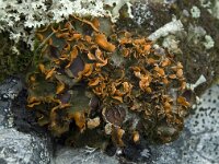 Solorina crocea 6, Saxifraga-Willem van Kruijsbergen