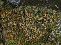 Solorina crocea 8, Saxifraga-Willem van Kruijsbergen