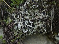 Solorina saccata 2, Saxifraga-Willem van Kruijsbergen