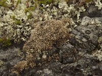 Sphaerophorus globosus