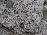 Squamarina lentigera