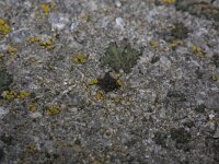 Staurothele frustulenta