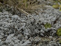 Stereocaulon alpinum