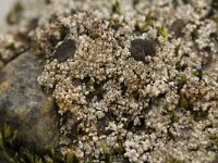 Stereocaulon condensatum