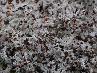 Stereocaulon paschale