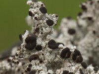 Stereocaulon tomentosum