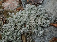 Stereocaulon tomentosum 4, Behaard korrelloof, Saxifraga-Willem van Kruijsbergen