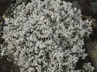 Stereocaulon vesuvianum