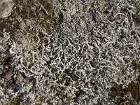 Stereocaulon vesuvianum 2, Grof korrelloof, Saxifraga-Jan van der Straaten