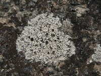 Tephromela atra 3, Zwarte schotelkorst, Saxifraga-Jan van der Straaten