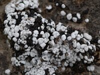 Toninia caeruleo-nigricans