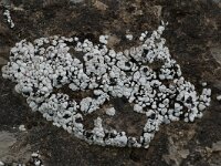 Toninia caeruleo-nigricans 2, Saxifraga-Willem van Kruijsbergen