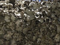 Umbilicaria hirsuta 3, Saxifraga-Willem van Kruijsbergen