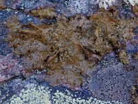 Umbilicaria hyperborea