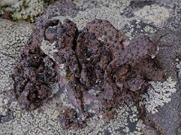 Umbilicaria hyperborea 3, Saxifraga-Willem van Kruijsbergen