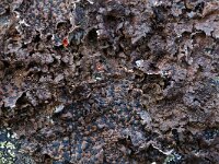 Umbilicaria hyperborea 6, Saxifraga-Willem van Kruijsbergen