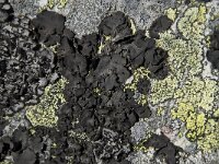 Umbilicaria polyphylla