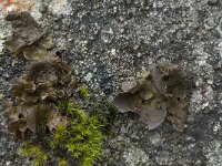 Umbilicaria polyphylla 7, Saxifraga-Willem van Kruijsbergen