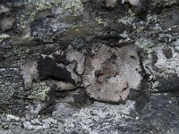 Umbilicaria polyrrhiza