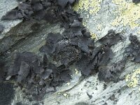 Umbilicaria proboscidea