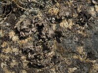 Umbilicaria spodochroa