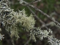 Usnea cornuta