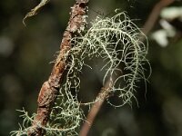 Usnea filipendula