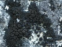 Verrucaria nigrescens