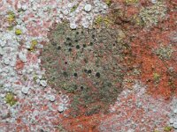 Verrucaria viridula