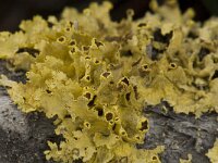 Vulpicida juniperinus