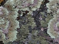 Xanthoparmelia conspersa