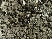 Xanthoparmelia conspersa 11, Granietschildmos, Saxifraga-Willem van Kruijsbergen