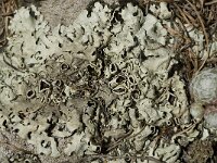 Xanthoparmelia conspersa 12, Granietschildmos, Saxifraga-Willem van Kruijsbergen