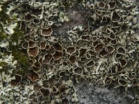 Xanthoparmelia conspersa 15, Granietschildmos, Saxifraga-Jan van der Straaten