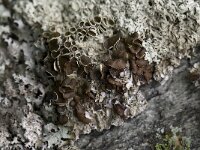 Xanthoparmelia conspersa 9, Granietschildmos, Saxifraga-Willem van Kruijsbergen