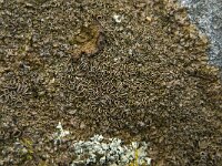 Xanthoparrmelia pulla