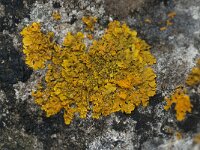 Xanthoria aureola