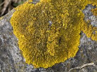 Xanthoria calcicola