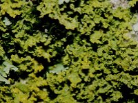 Xanthoria candelaria