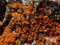 Xanthoria elegans