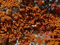 Xanthoria elegans 2, Rood dooiermos, Saxifraga-Willem van Kruijsbergen